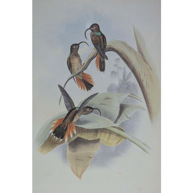 Victorian 19th Century Bird Print - One of 24 For Sale - Image 3 of 5