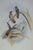 Victorian 19th Century Bird Print - One of 24 For Sale - Image 3 of 5