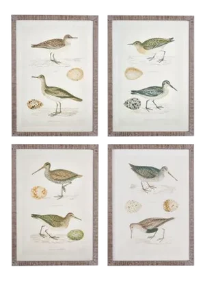 Kenneth Ludwig Chicago Coastal Birds Study Reproduction Prints, Framed - Set of 4