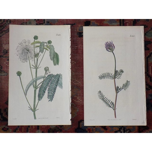Printmaking Materials Antique 19th Century Botanical Engravings-Hand Color-Set of 9 For Sale - Image 7 of 9