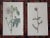 Printmaking Materials Antique 19th Century Botanical Engravings-Hand Color-Set of 9 For Sale - Image 7 of 9