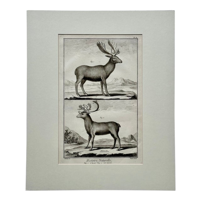 Elk & Reindeer Original Engraving by Buffon, Circa 1774 For Sale