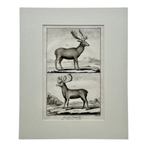 Elk & Reindeer Original Engraving by Buffon, Circa 1774