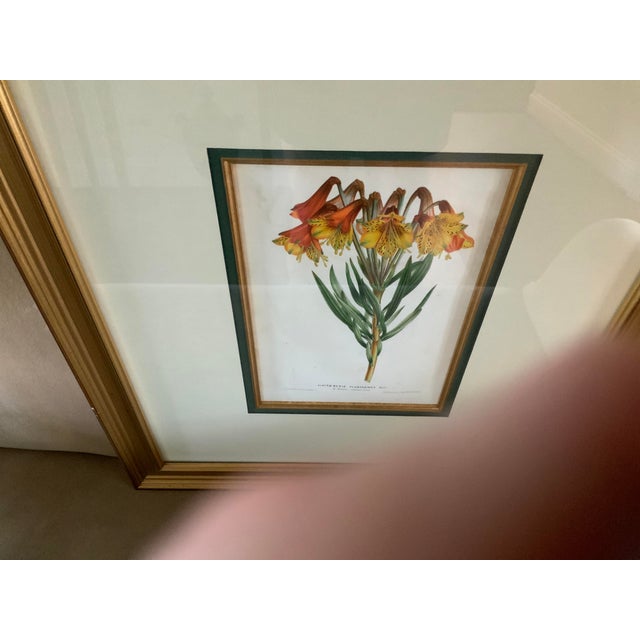 Beautifully framed and triple matted botanical print. Beautiful vibrant colors