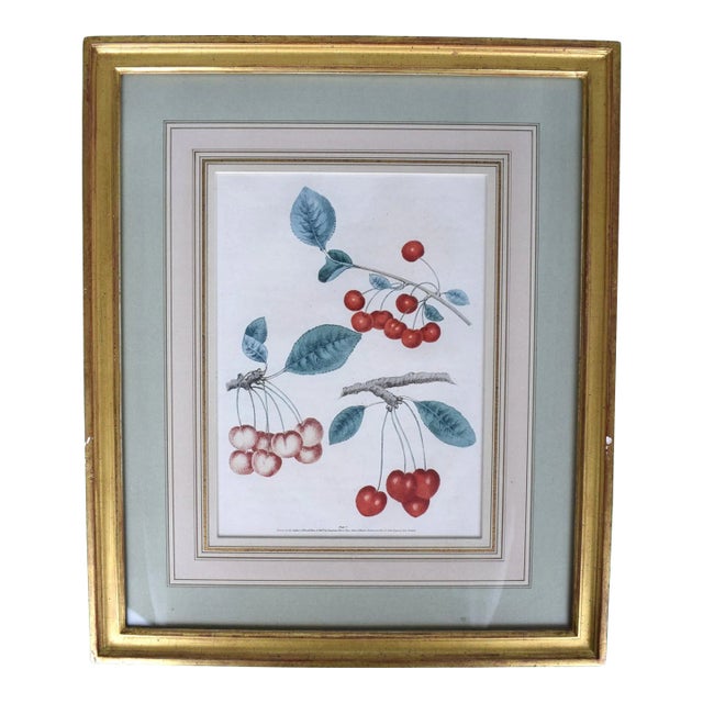 Mid 19th Century George Brookshaw, Cherry Cluster, Pl V, Framed For Sale