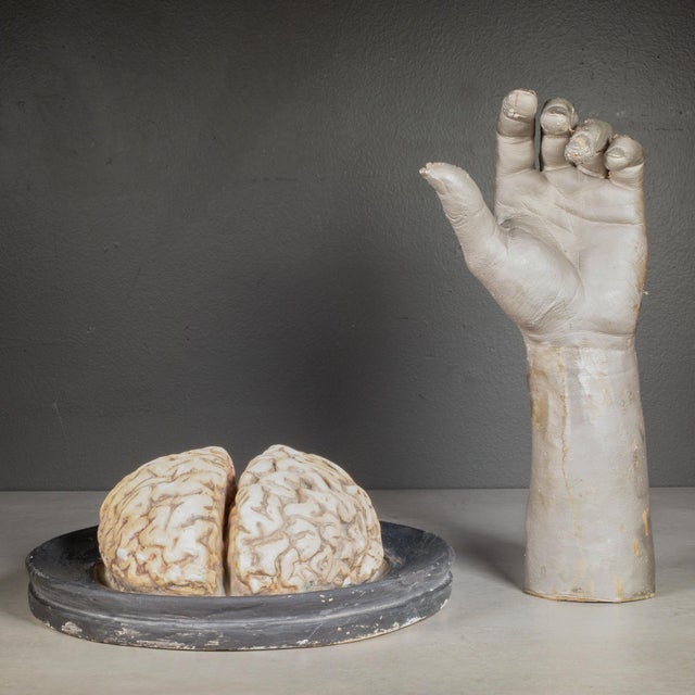 19th Century 19th C. Bock-Steger Anatomical Brain Model, Germany For Sale - Image 5 of 7