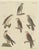 Bertuch, Falcons and Hawks Including the Peregrine, 1805, Print For Sale - Image 12 of 12