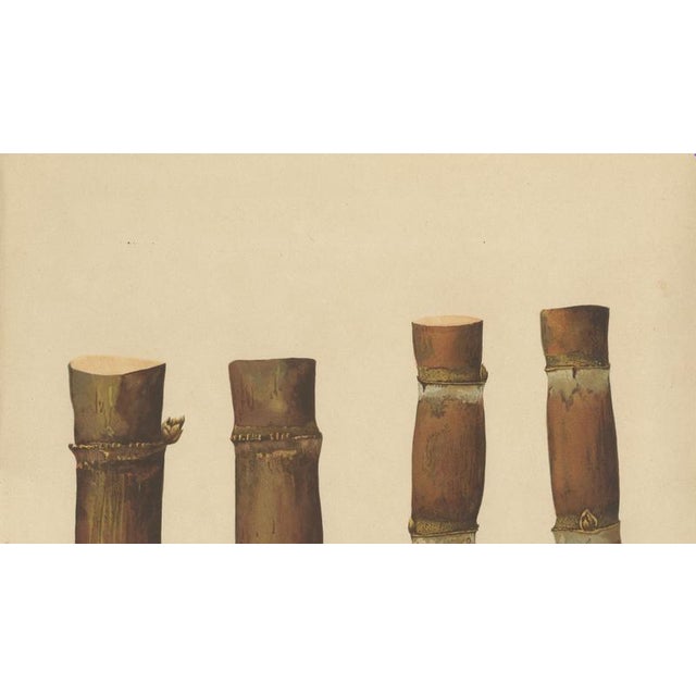 Late 19th Century Sugarcane, 1892, Paper For Sale - Image 5 of 10