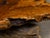 Live Edge Redwood America Coffee Table with Rustic Character, Vintage For Sale - Image 12 of 12