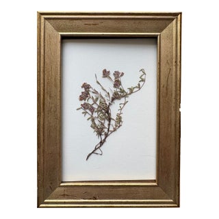 Vintage Floral Botanic Herbarium, Framed For Sale