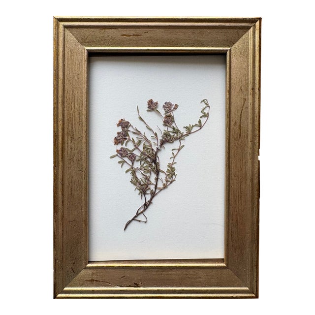 Vintage Floral Botanic Herbarium, Framed For Sale