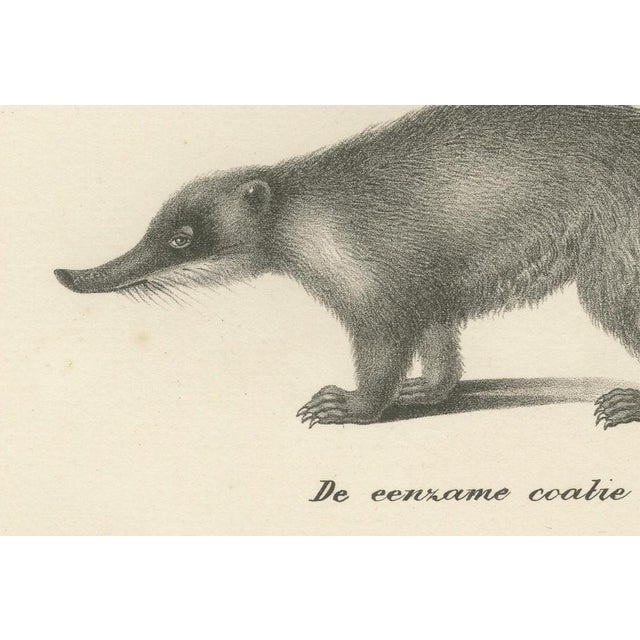 C.C. G. Zool., Kinkajou, Coati, and European Badger, 1836, Print For Sale - Image 3 of 10