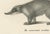 C.C. G. Zool., Kinkajou, Coati, and European Badger, 1836, Print For Sale - Image 3 of 10
