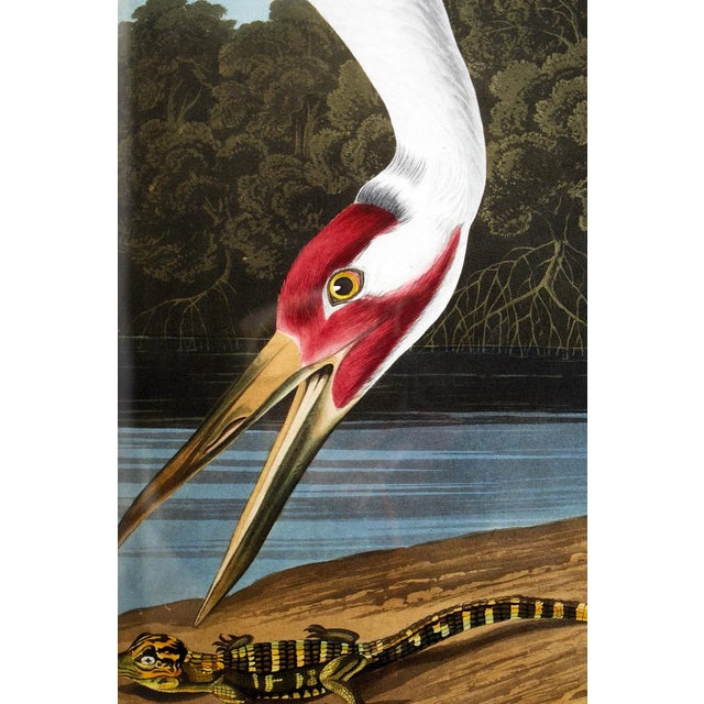 Audubon Whooping Crane Plate #226 Havell Oppenheimer Edition For Sale In Sacramento - Image 6 of 13