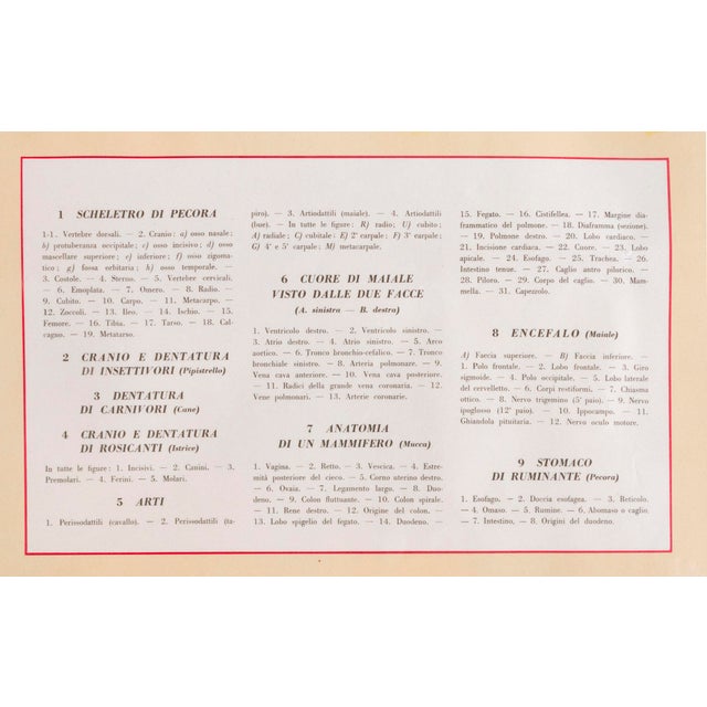 Educational poster g.b. Paravia & c. Torino, animal anatomy table i: mammals, 1959 by prof. G. Della beffa, drawings by u....