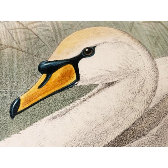 Late 19th Century Antique Gould, Joseph Wolf, h.c. Richter Hand Colored Original Lithograph Artwork For Sale - Image 5 of 7