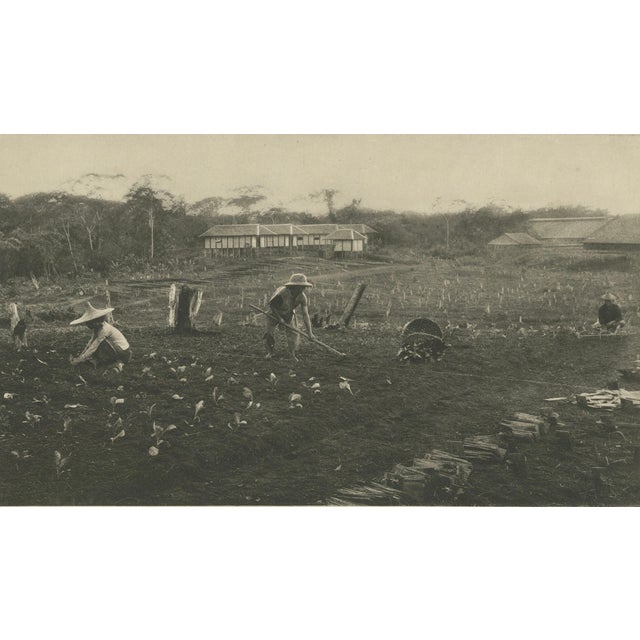 Tobacco Seed Fields in Deli, Dutch East Indies, 1910s For Sale - Image 5 of 9