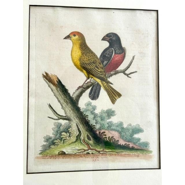 George Edwards Set of 4 Framed 18th Century George Edward’s Hand Colored Bird Prints For Sale - Image 4 of 11