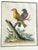 George Edwards Set of 4 Framed 18th Century George Edward’s Hand Colored Bird Prints For Sale - Image 4 of 11