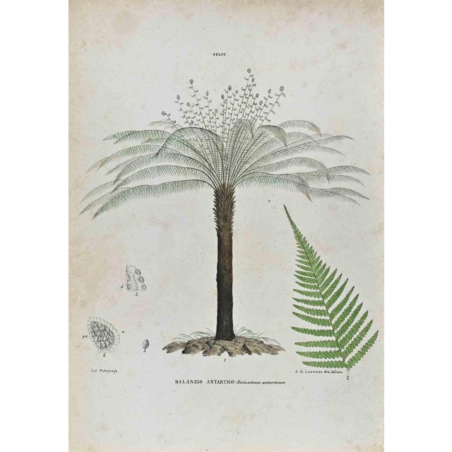 Lithograph hand watercolored. Plate from "Atlante di Botanica popolare ossia Illustrazione di Piante Notevoli di ogni...