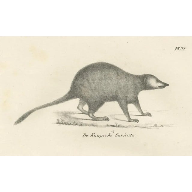 C.C. G. Zool., The Cape Meerkat and Lalandes Civet Hyena, 1836, Lithograph For Sale - Image 7 of 12