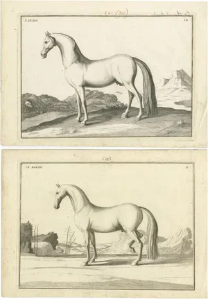 Friedrich Wilhelm von Eisenberg, The Arab & the Barb Horses, 1739, Prints, Set of 2