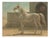 After Otto Eerelman, Persian Horse, 1898, Lithograph on Paper For Sale