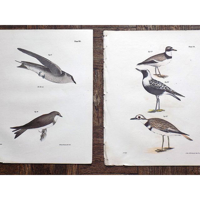 Authentic Antique 19th Century Bird Lithographs - Set of 12 For Sale In Cincinnati - Image 6 of 8