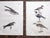 Authentic Antique 19th Century Bird Lithographs - Set of 12 For Sale In Cincinnati - Image 6 of 8