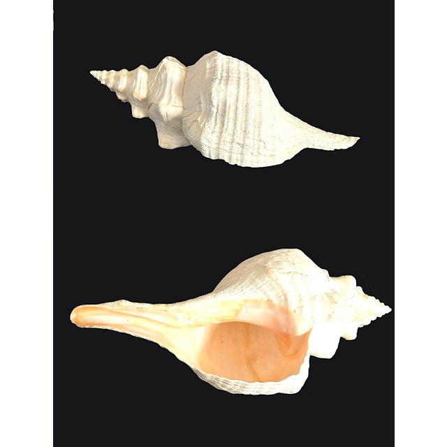 1980s Vintage Large Natural Horse Conch Shell For Sale - Image 5 of 12
