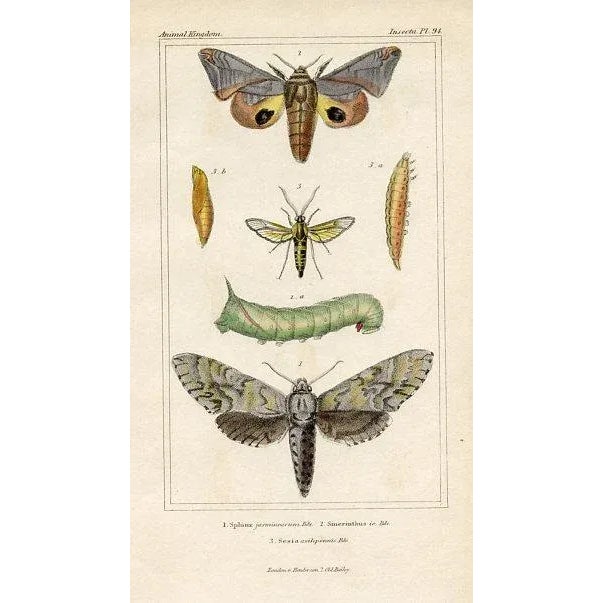 Original 1830s hand-colored engraving of the One-eyed Sphinx Moth (Smerinthus) from the English edition of The Animal...