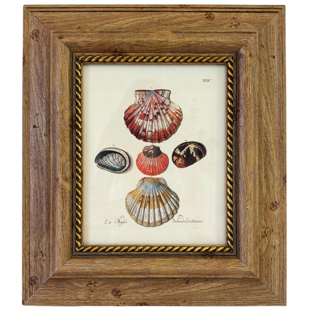 Framed Seashell Engraving Prints - Conchology Engravings After Georg Wolfgang Knorr, Set of 4 For Sale - Image 4 of 15