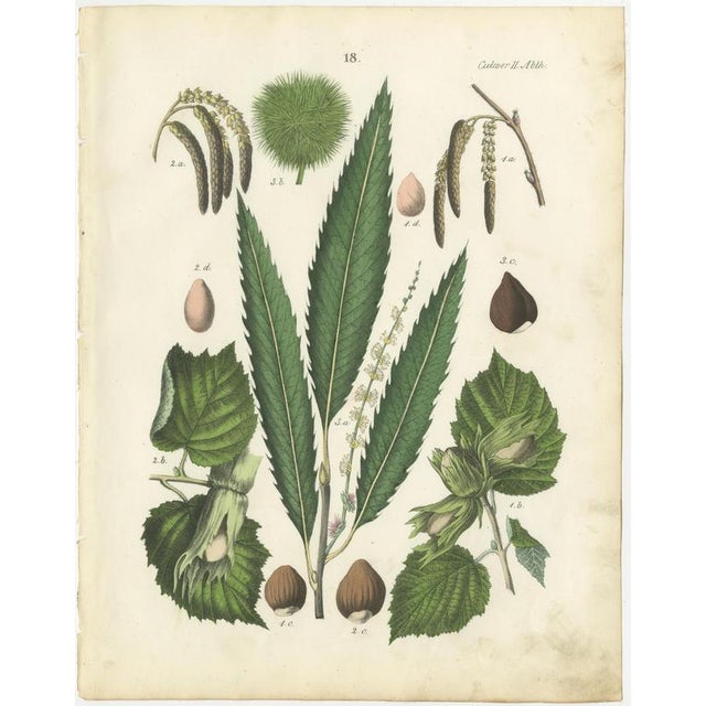 Dr. Calwer, Walnut and Chestnut, 1854, Chromolithographs on Paper, Set of 2 For Sale - Image 4 of 9