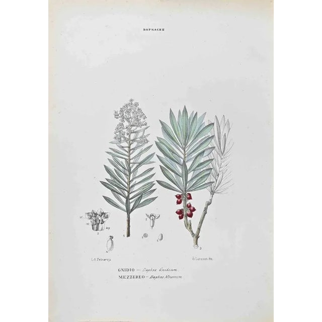 Lithograph hand watercolored. Belongs to the Series "Atlante di Botanica popolare ossia Illustrazione di Piante Notevoli...