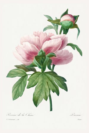 Peony by Pierre-Joseph Redouté, Vintage Botanical Art Print, 16" X 24"