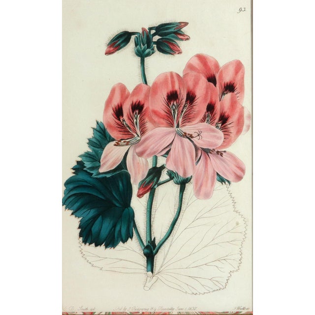 Early 19th Century Antique Botanical Prints of Geranium by Robert Sweet For Sale - Image 5 of 18