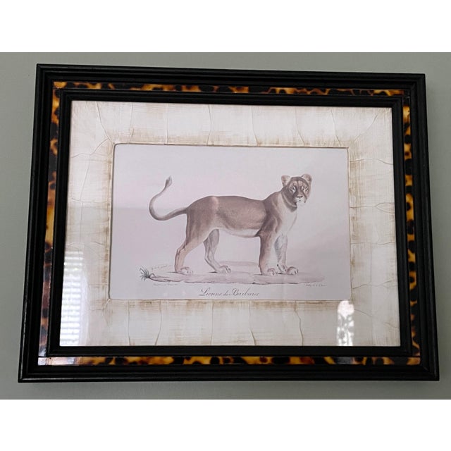 John-Richard John-Richard Framed Nature Prints of a Lioness & Margay Pair Faux Tortoiseshell Wood 16x12.5 For Sale - Image 4 of 18