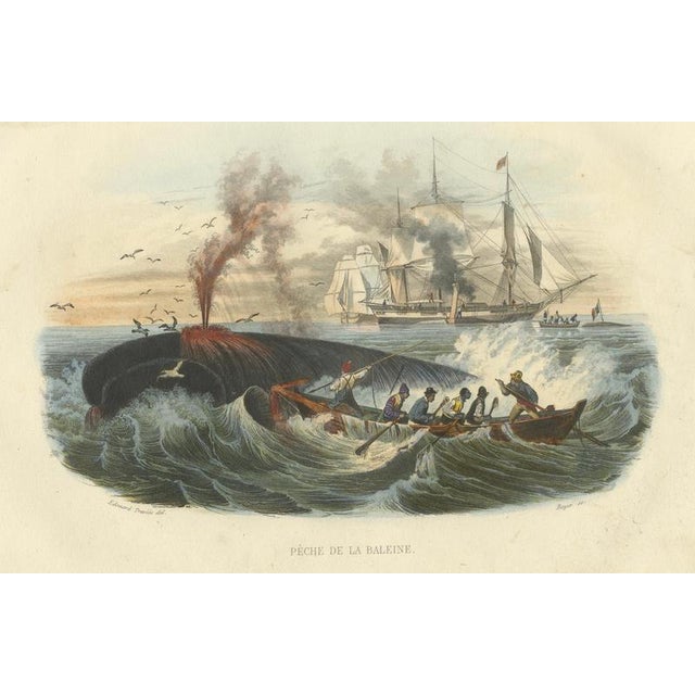 After Édouard Traviès, Whale Hunt, 1840, Hand-Colored Engraving For Sale - Image 9 of 9