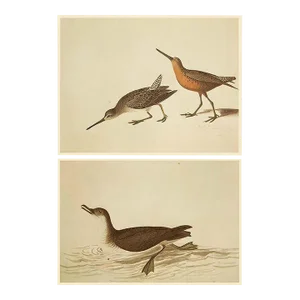1966 Vintage Cottage Print, "Manx Shearwater and Curlew Sandpiper" After John James Audubon