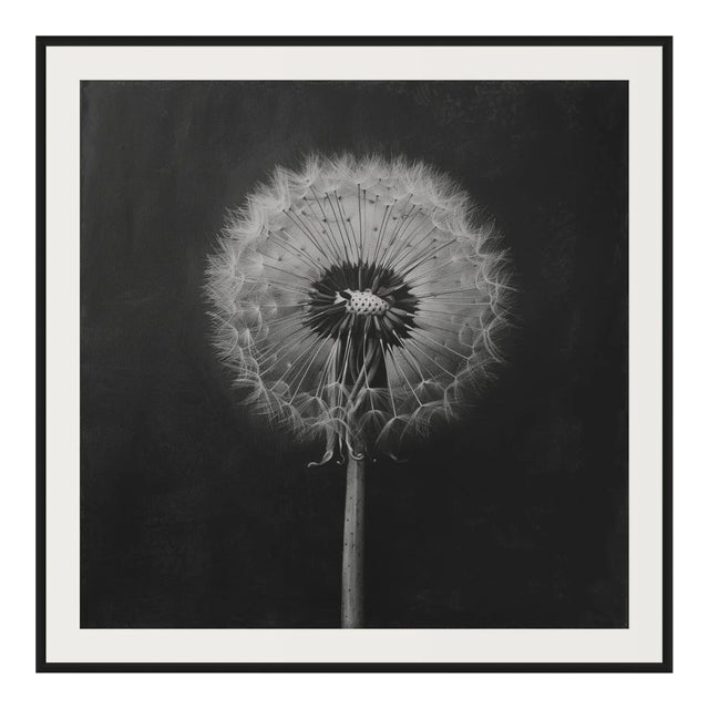 A striking monochrome botanical study reproduced from an original mezzotint print dating from the 1950s. Celebrated for...