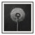 A striking monochrome botanical study reproduced from an original mezzotint print dating from the 1950s. Celebrated for...