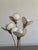 1990s 1990s Post Modern Shell & Brass Lamp For Sale - Image 5 of 12