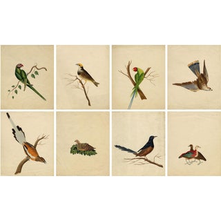 Indian Company School Artist, Indian Bird, 18th Century, Watercolor, Set of 8 For Sale