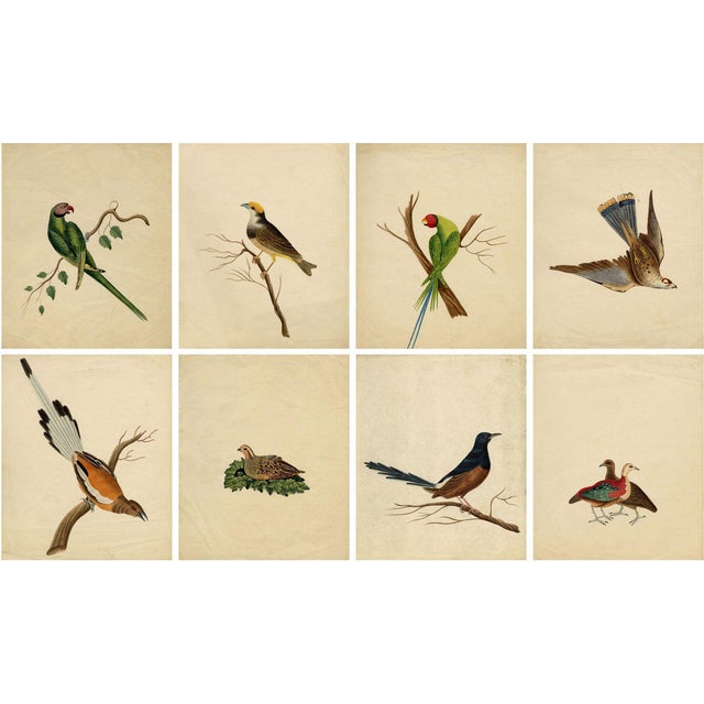 Indian Company School Artist, Indian Bird, 18th Century, Watercolor, Set of 8 For Sale