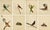 Indian Company School Artist, Indian Bird, 18th Century, Watercolor, Set of 8 For Sale