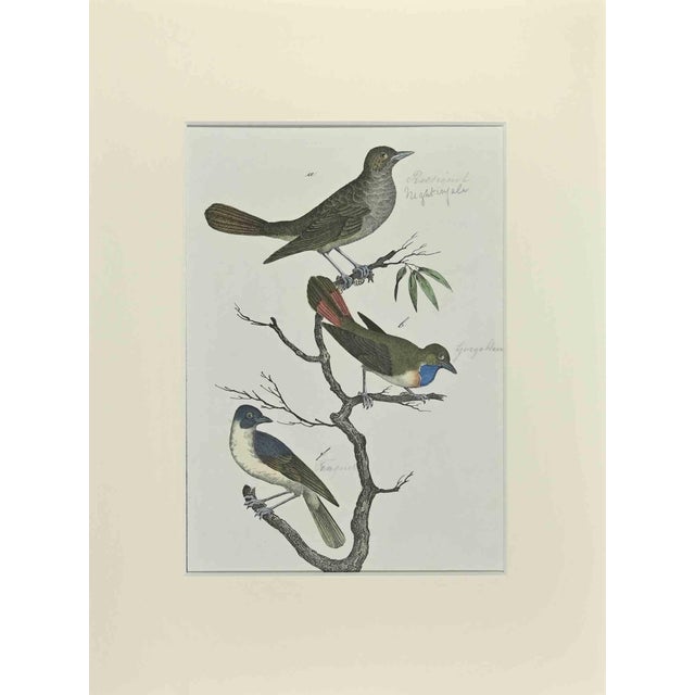 Johann Friedrich Naumann, Nightingale, Etching, 1840 For Sale