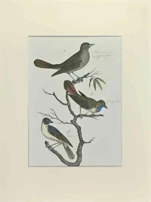 Johann Friedrich Naumann, Nightingale, Etching, 1840