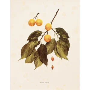 1900s U. P. Hedrick, Original Antique Photogravure of Golden Beauty Plums
