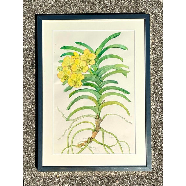 Vintage Original Botanical Watercolor on Paper For Sale - Image 12 of 12
