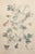 Late 19th Century C1880s Large French Botanical Chromolithograph-Clematis, Signed, Matted For Sale - Image 5 of 5